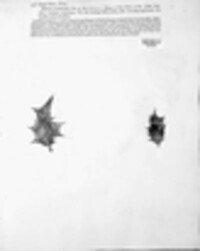 Trochila ilicina image